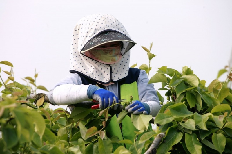 나주배 적과 작업 모습 (사진제공 = 나주시)