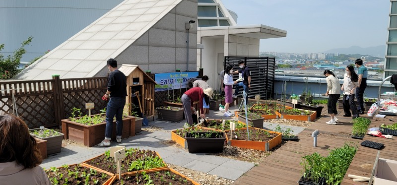 광주시청사 옥상텃밭 모습 (사진제공 = 광주광역시)