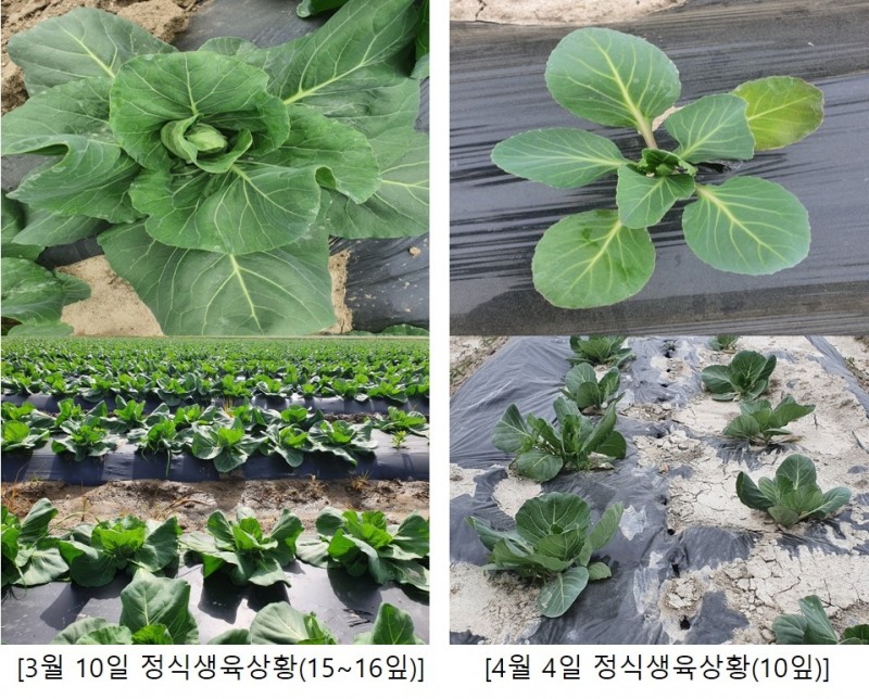 꼬꼬마 양배추 모습 (사진제공 = 군산시)