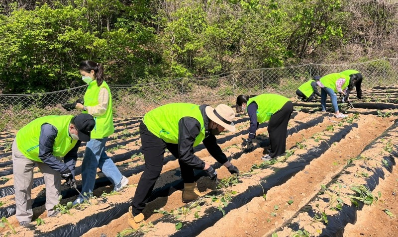 농협 상호금융디지털채널부·자재부 임직원, 농번기 봉사활동 실시