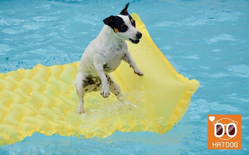 하트독, 프라이빗 휴양을 위한 애견 스파 펜션 추천