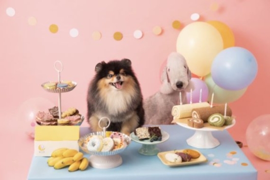 달미펫X달롤 ‘달·달세트’