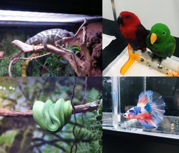 '2022 희귀반려동물박람회' 보기 힘든 다양한 동물을 만나보세요