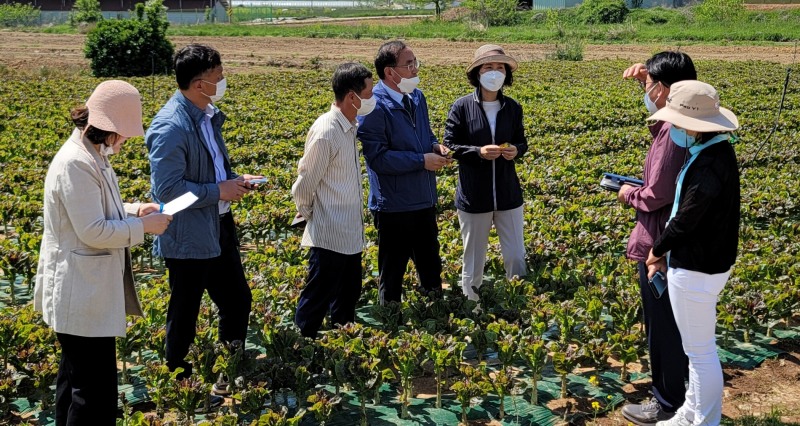 박홍재 전라남도농업기술원장이 지난 6일 함평읍 만흥리 흑하랑 상추 재배 농가를 방문한 모습 (사진제공 = 함평군)