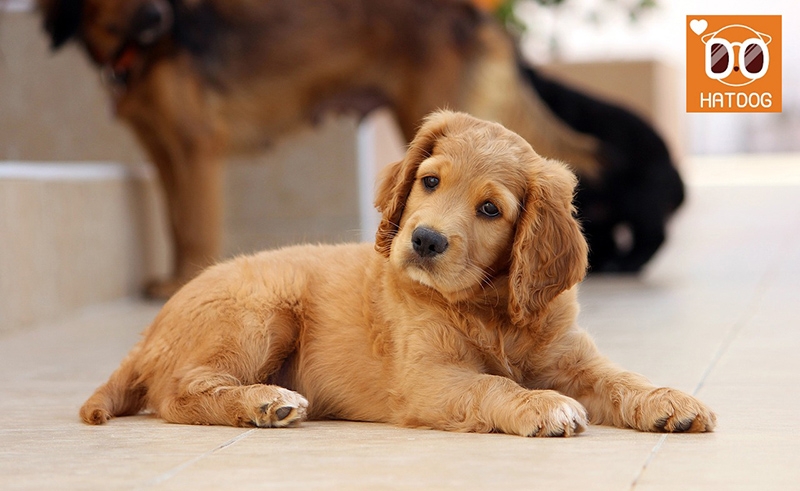 하트독, 댕댕이만을 위한 스페셜한 애견카페 추천