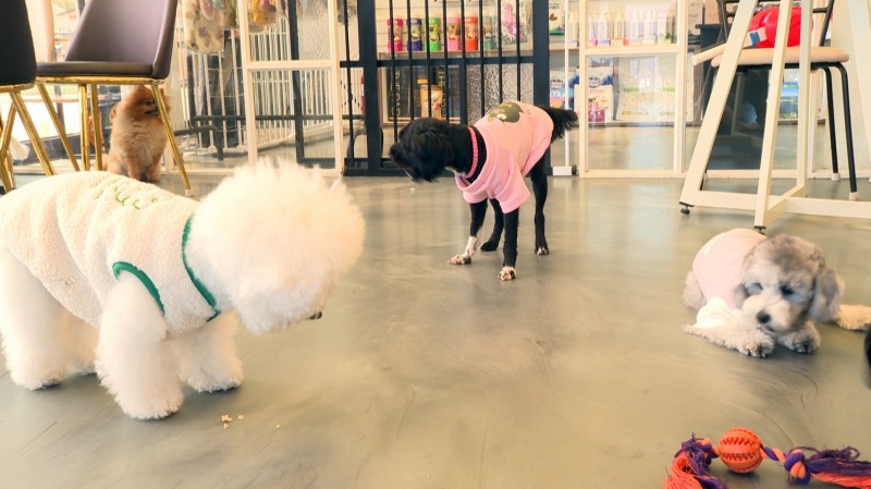 정읍시는 오는 16일부터 18일까지 3일간 지역 내 동물용 의약품 취급 업소를 대상으로 의약품 일제 점검과 약사 감시를 추진한다. (사진제공 = 정읍시)