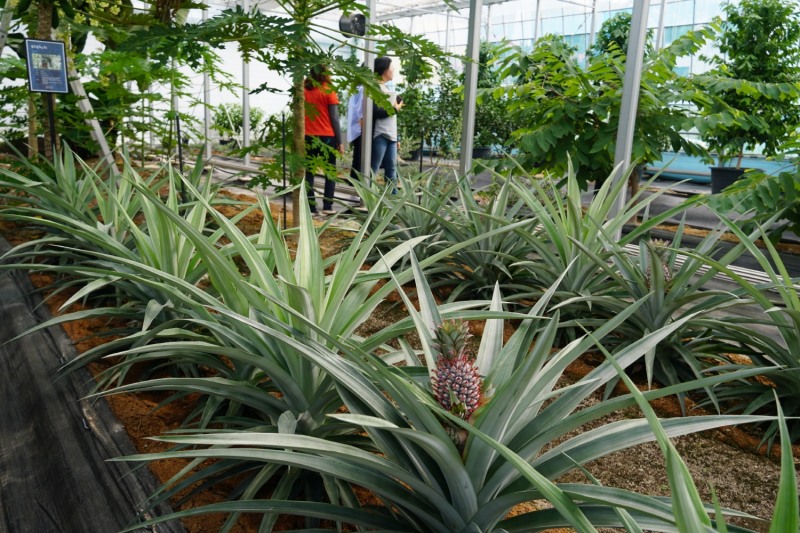 첨단하우스 파인애플 (사진제공 = 해남군)