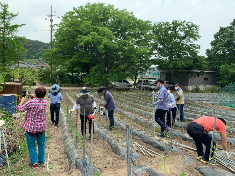 13일 진행된 농가 일손 돕기 모습 (사진제공 = 정읍시)