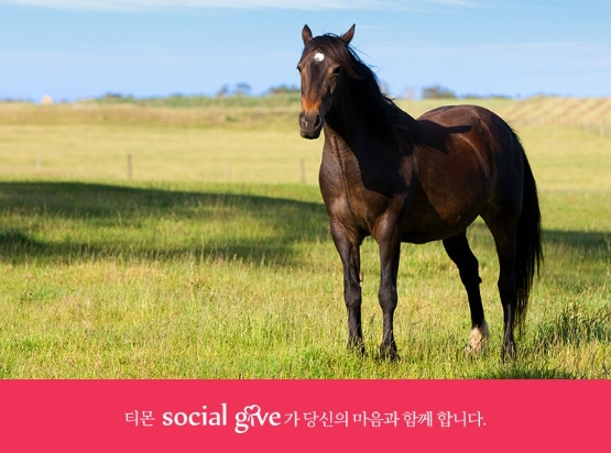 티몬, 은퇴 경주마 복지 수립 위한 ‘소셜기부’ 개최