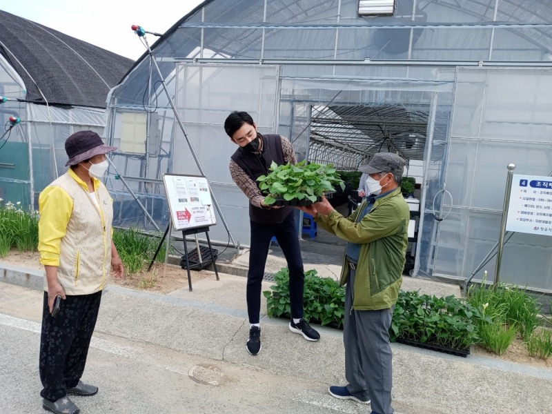 정읍시농업기술센터가 고품질의 고구마 생산을 위해 바이러스 없는 조직배양 묘 보급을 확대하면서 품질 향상에 주력하고 있다. (사진제공 = 정읍시)