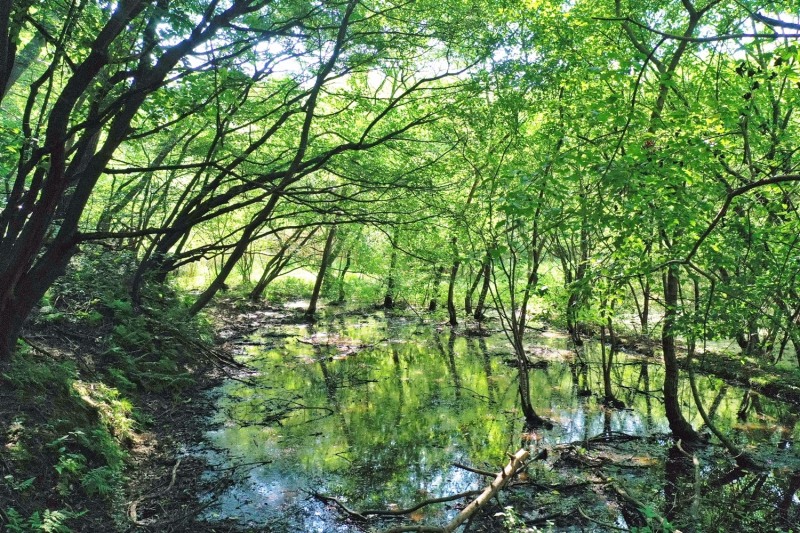 월령습지 (사진제공 = 정읍시)