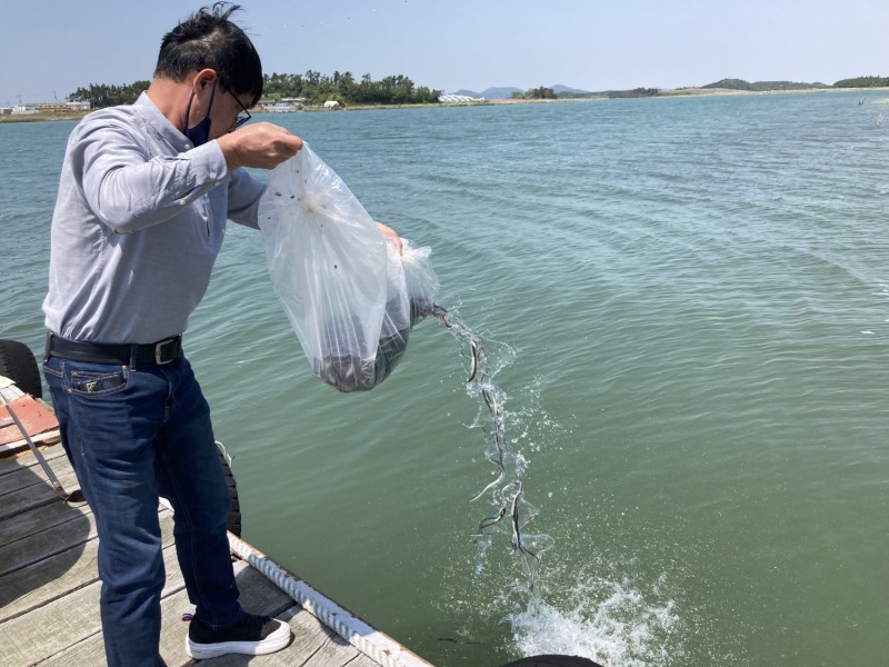 뱀장어 방류 모습 (사진제공 = 해남군)