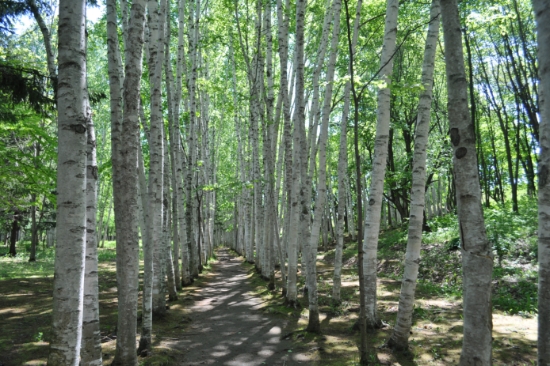 자작나무 산책길