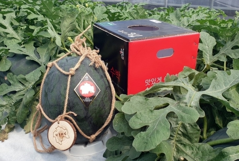 단풍미인 씨 없는 수박 (사진제공 = 정읍시)