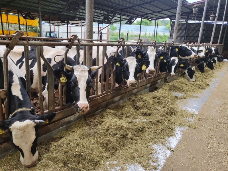 해남군은 위생적인 우유생산과 젖소의 질병예방을 위해 유두자동세척 시스템 보급과 사료 급이시설 개선 시범사업을 추진한다. (사진제공 = 해남군)