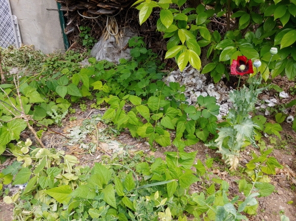 섬마을 텃밭에 자생하고 있는 양귀비 (사진제공 = 여수해양경찰서)