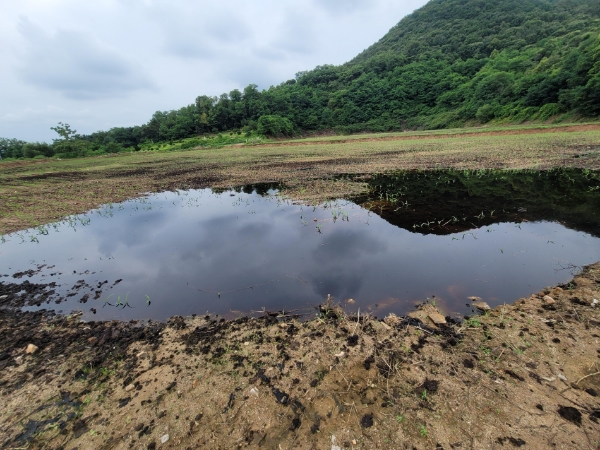 가축분뇨 공공수역 유출 모습.