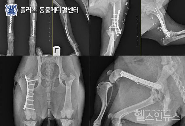 골절수술사진.제공:플러스동물메디컬센터