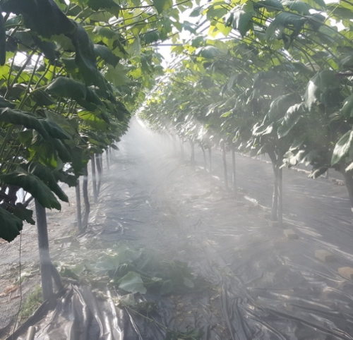 포도농장 미세 살수 모습.