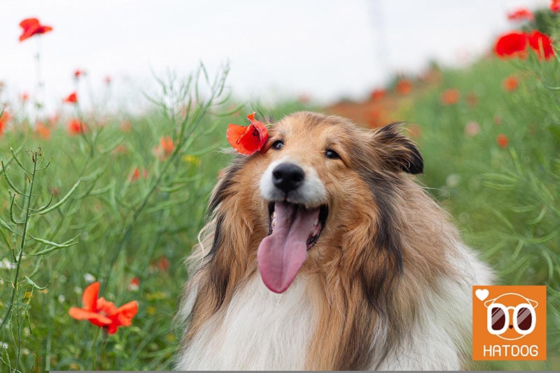 하트독, 자연을 사랑하는 댕댕이를 위한 애견동반 숙소 추천