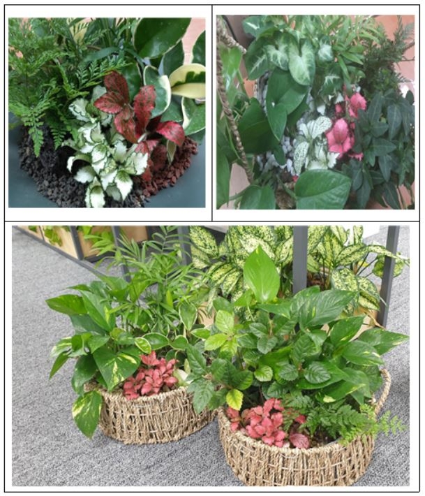 서울시가 65세이상 어르신들의 우울감과 외로움을 해소하고 삶의 활력을 위해 각 자치구에서 추천한 노인맞춤돌봄서비스 1400명을 대상으로 반려식물을 보급한다. 사진=서울시