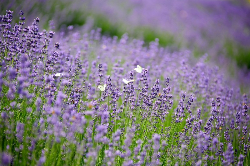 정읍 허브원에 활짝 핀 라벤더꽃 (사진제공 = 정읍시)