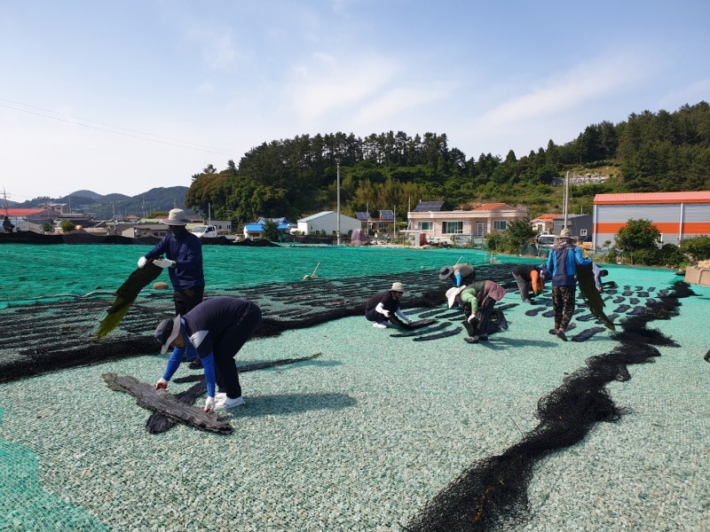 다시마 건조 작업 일손을 돕는 완도군 공직자들 (사진제공 = 완도군)