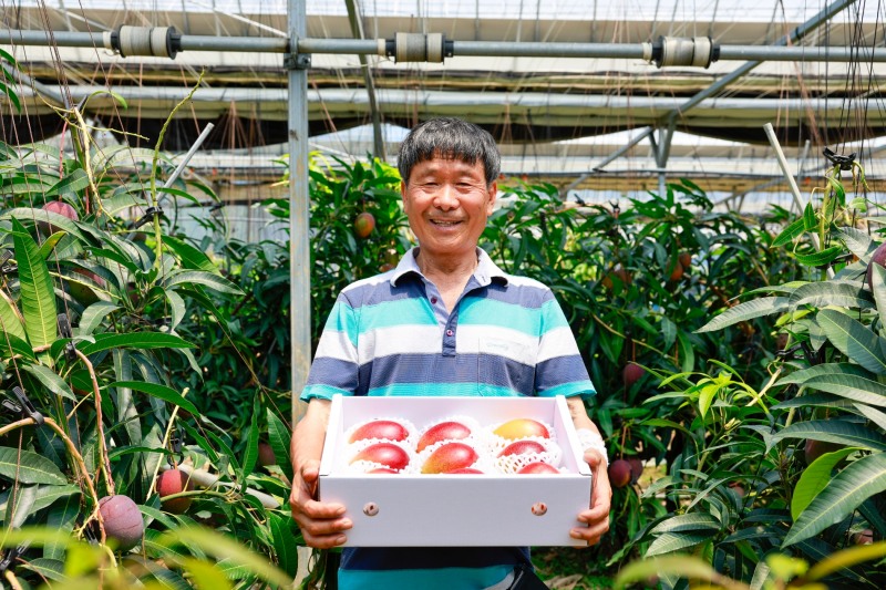 완도산 애플망고 (사진제공 = 완도군)