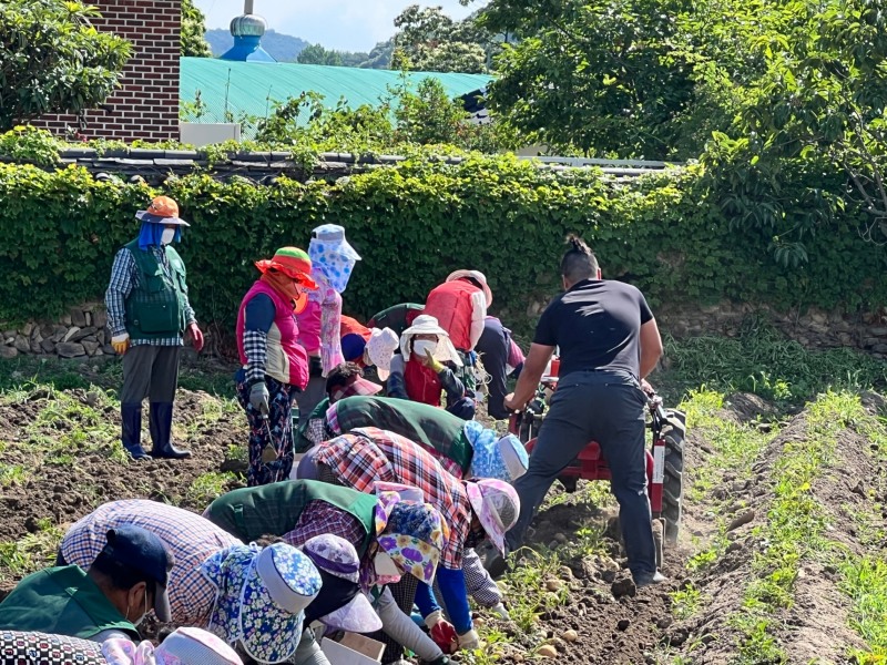 감자 수확하는 모습 (사진제공 = 담양군)