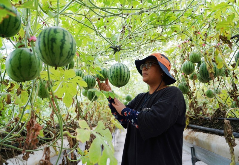 해남 애플수박 (사진제공 = 해남군)