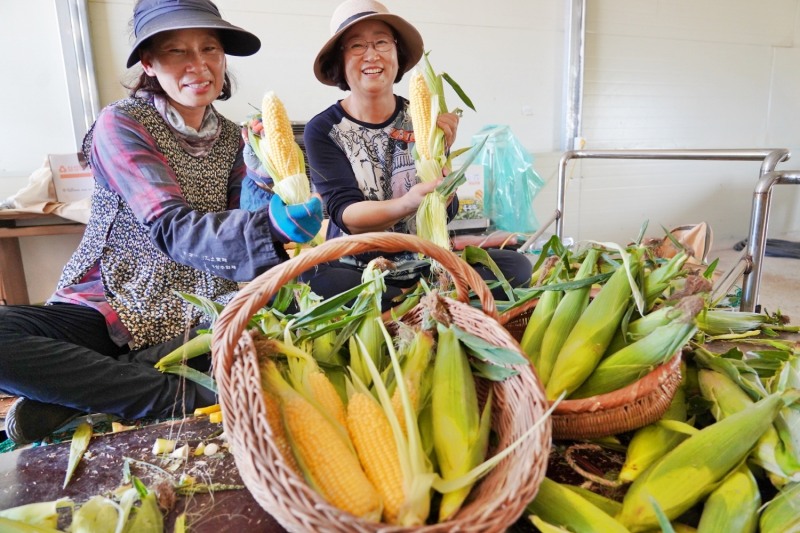 해남 초당옥수수 (사진제공 = 해남군)