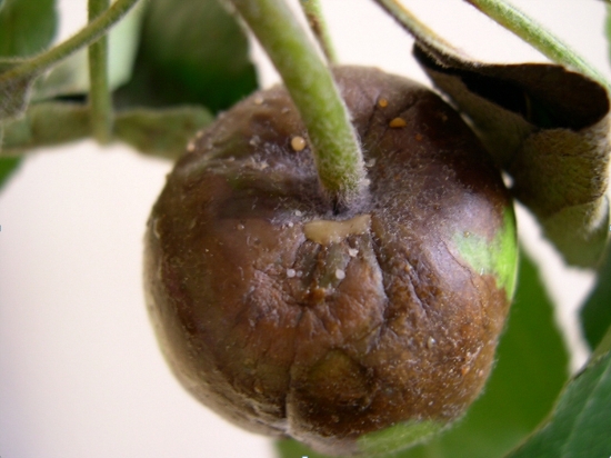 세균액 유출 사과 모습