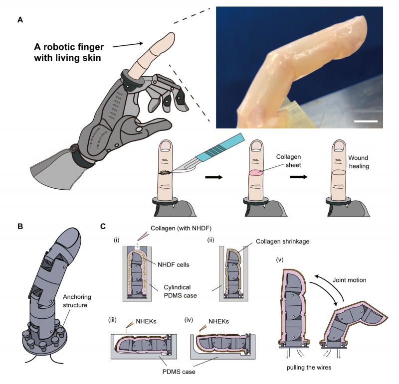 도쿄대학교가 개발한 사람 피부 배양 스킨. 로봇 손가락에 씌워 내구성과 복원성 등을 확인했다. [도쿄대학교]