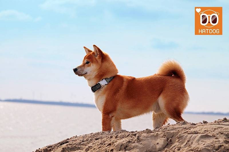 하트독, 온몸으로 바다를 느끼는 애견 카페 추천