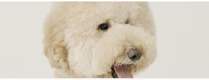 천재견 사월이, 32주차 주간조회수 291만…동물 인기 2위