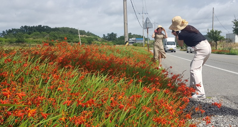활짝 핀 애기범부채꽃 모습 (사진제공 = 신안군)