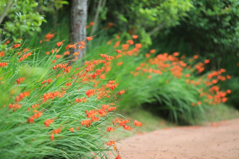 크로코스미아 꽃 (사진제공 = 신안군)