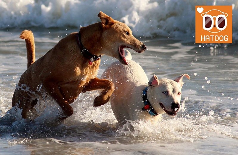 하트독, 독립공간서 댕댕이와 펜션캉스 어때요?