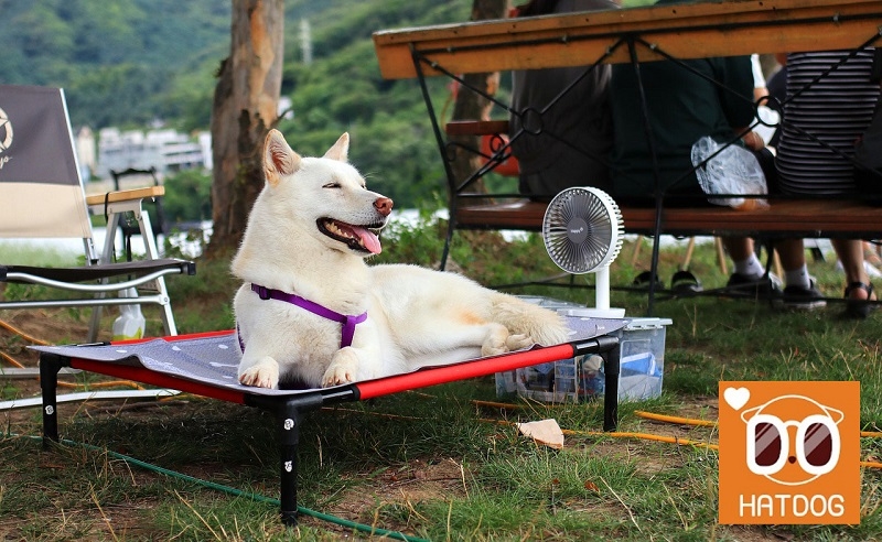하트독, 캠핑가지 않아도 캠핑 감성 느끼는 애견동반 음식점