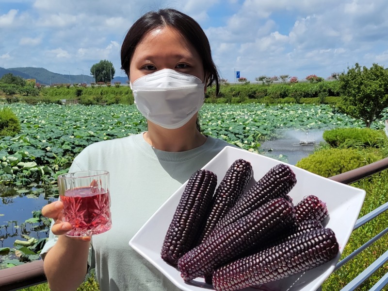 블랙베리 찰옥수수와 옥수수 차 (사진제공 = 화순군)