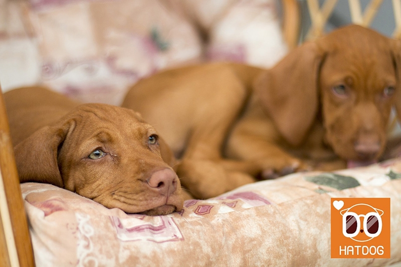 하트독, 집보다 편하다고 소문난 애견 펜션 추천