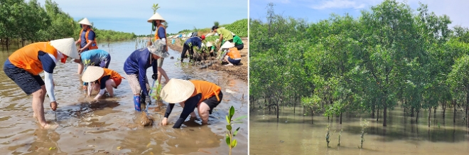 (좌) 지난 6월 9일(현지 시간), SK이노베이션이 베트남 짜빈성(省) 꺼우응앙현(Cầu Ngang District) 일대에서 SK어스온 호치민지사, 베트남 현지 파트너社 구성원 등과 함께 맹그로브 숲 복원 프로젝트의 일환으로 묘목 식수 활동을 시행하고 있다. / (우) 지난 2018년 5월, ‘제1차 맹그로브 묘목 식수 봉사활동’이 진행된 식수지의 현재 전경