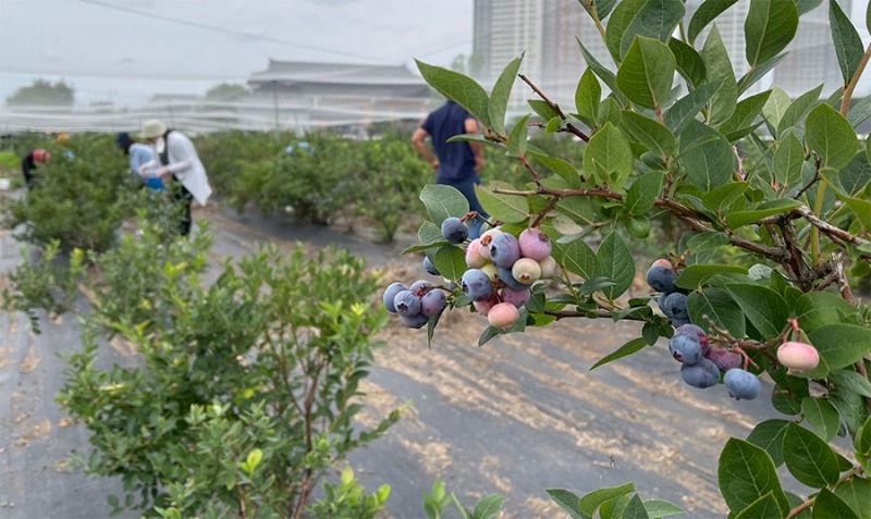 올더여주로컬푸드, 여주시민 초청한 팸투어 진행