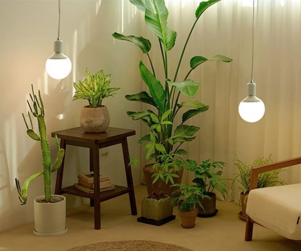 디에스이, ‘히포팜텍’ 식물생장등 선봬