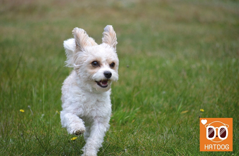 하트독, 서울 근교 신나게 뛰어놀 만한 애견카페 추천