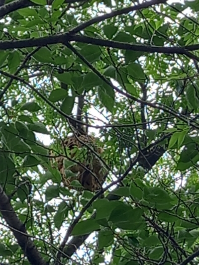 말벌집 모습. / 사진 제공 = 해남소방서