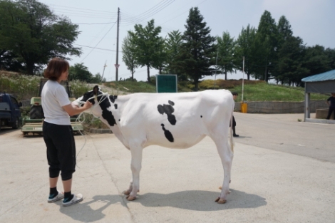 2022년 경기도 한우・젖소 경진대회 심사 완료‥41개 농가 최고 가축 ‘영예’