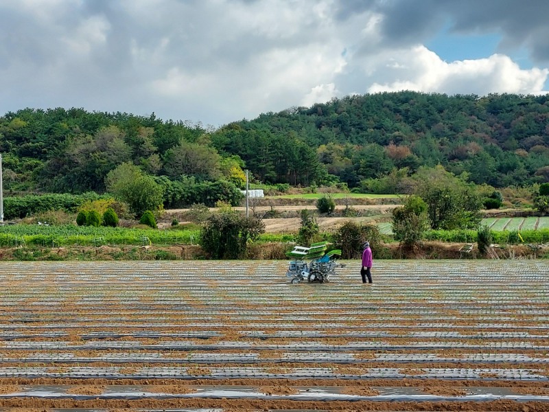 무안군은 양파 기계정식 지원사업을 실시한다. (사진제공 = 무안군)