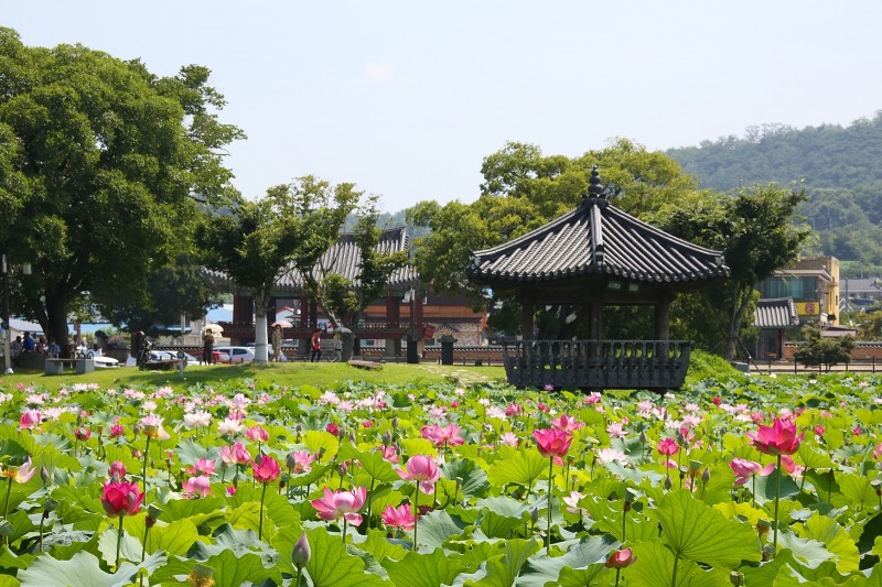 정읍시 태인면 피향정 연못에 핀 연꽃 (사진제공 = 정읍시)
