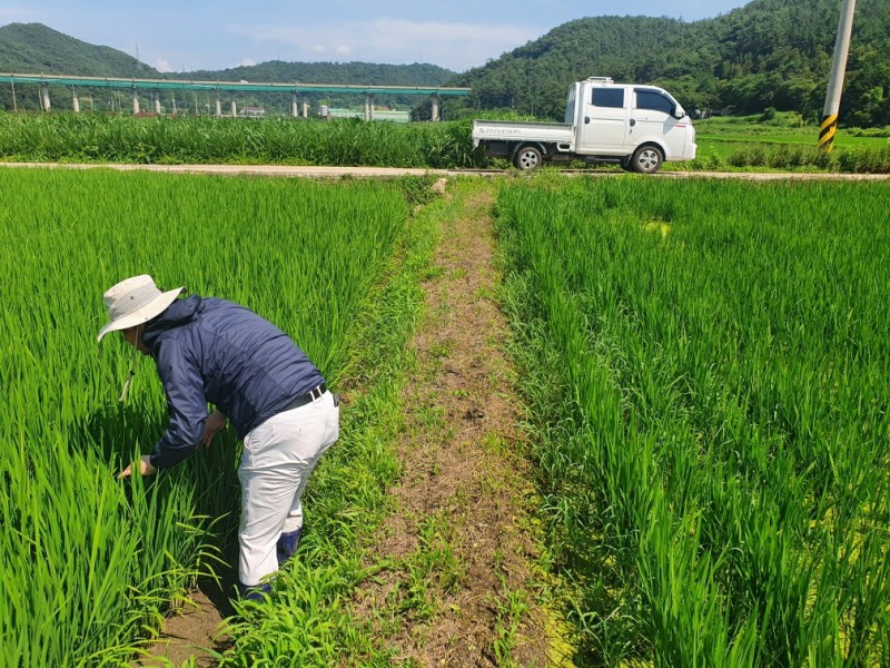 병해충 예찰 현장 (사진제공 = 무안군)